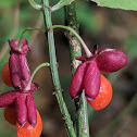 Northern Spicebush