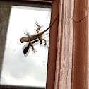 Brown Anole ( Molting )