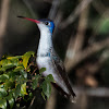 Violet-Crowned Hummingbird