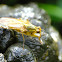 Golden dung fly(male)