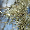 Strap Lichen