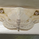 Geometrid Moth