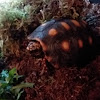 Red-Footed Tortoise