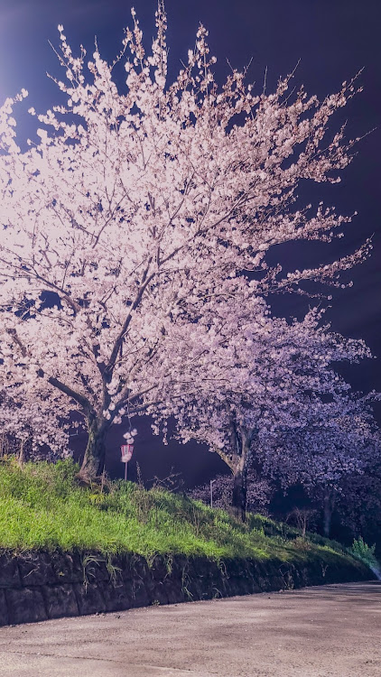 ヴォクシーのサクラと愛車・桜とコラボ・夜桜・トリトンに関するカスタム事例の投稿画像5枚目
