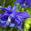 Common Columbine