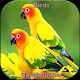 Download HD Bird Wallpapers For PC Windows and Mac 1.5