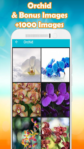 Orchid Wallpapers HD