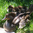 Hooded Merganser