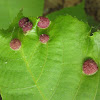 Unknown Gall