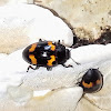 Pleasing Fungus Beetle