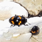 Pleasing Fungus Beetle