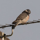 Woodpigeon