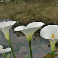 苗榜海芋園