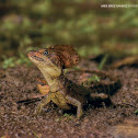 Basilisk (male & female)