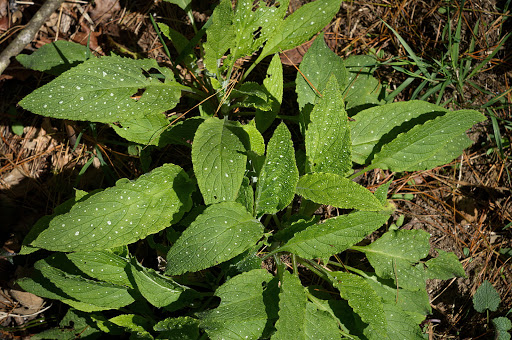 Anchusa Pentaglottis sempervirens