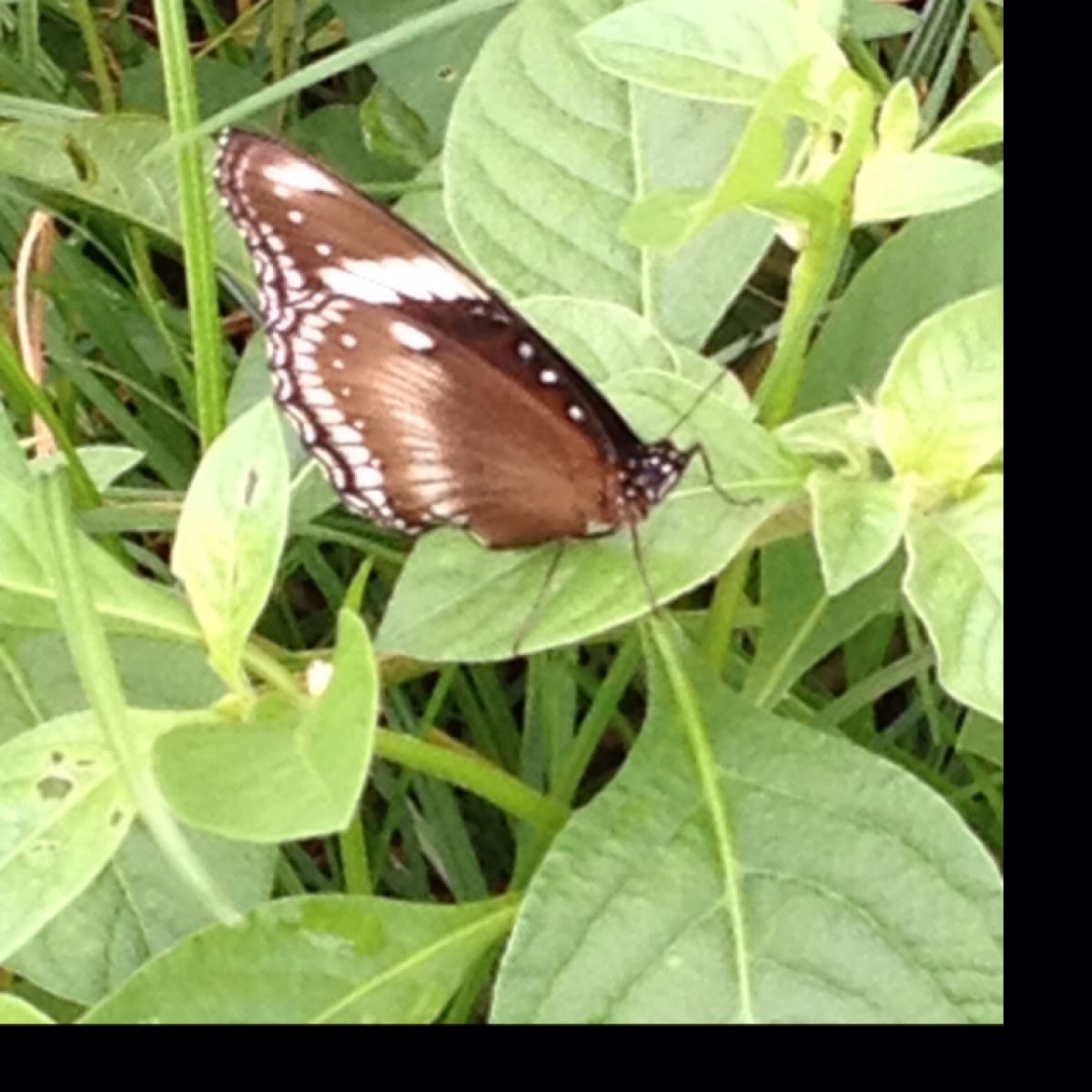 Great Eggfly