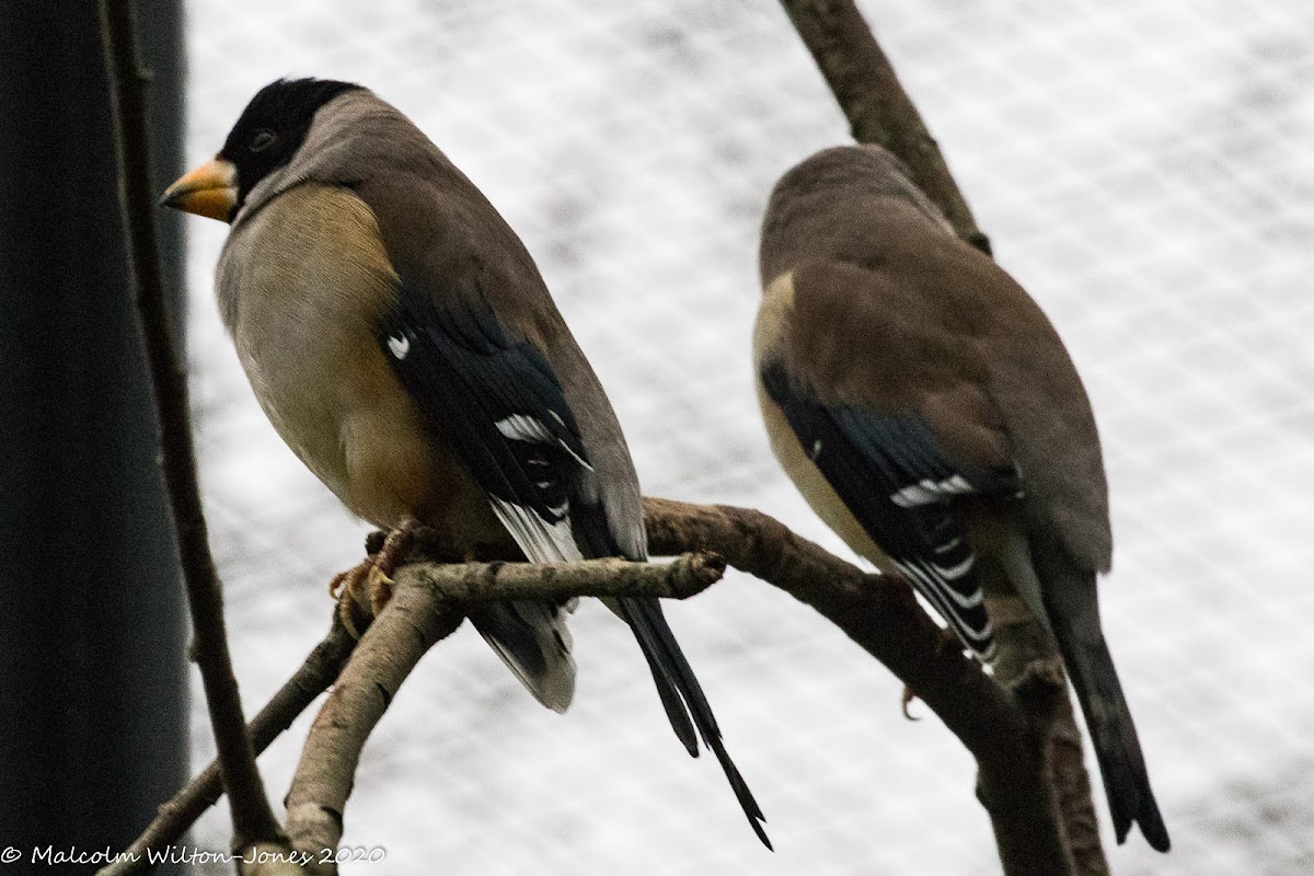 Yellow-billed Grosbeak