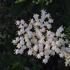 Elder flower