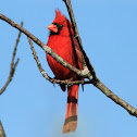 Cardinal