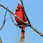 Cardinal