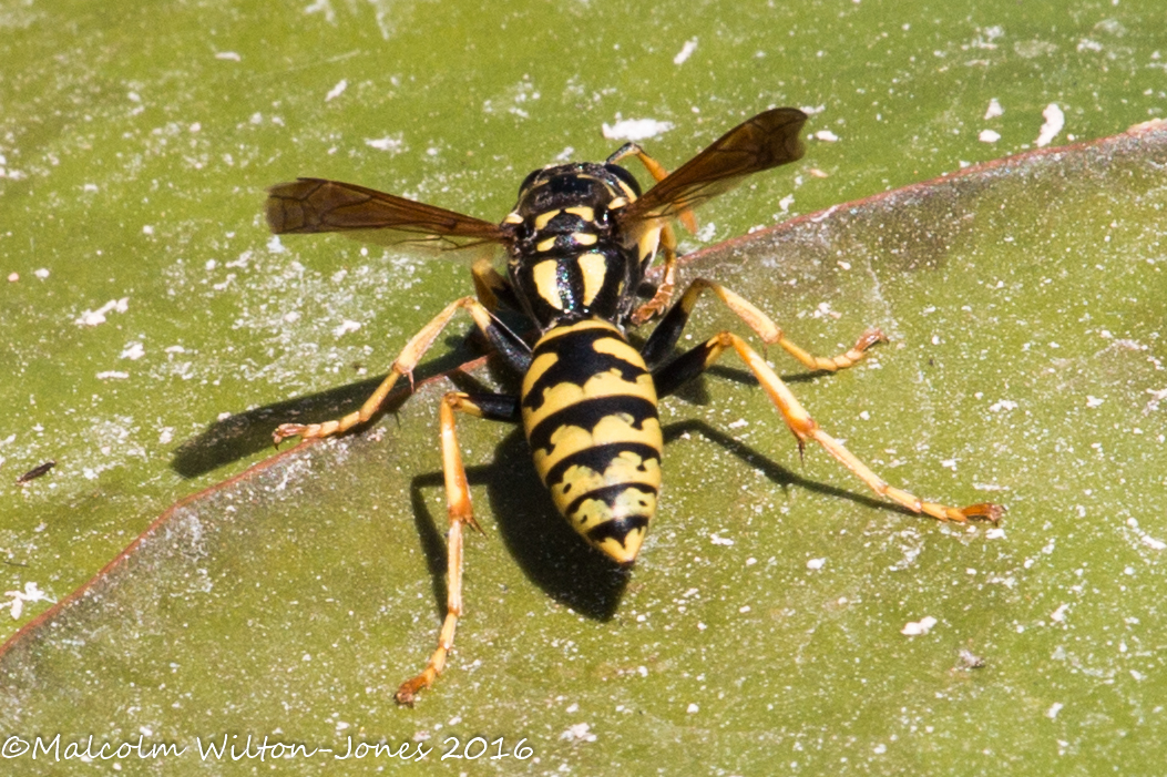 Wasp