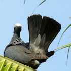 White-crowned Pigeon