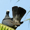 White-crowned Pigeon