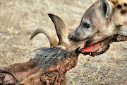 Feeding hyena. File photo.