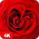 Download Rose Wallpapers 4K For PC Windows and Mac 5.0.62