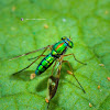 Long-legged Fly