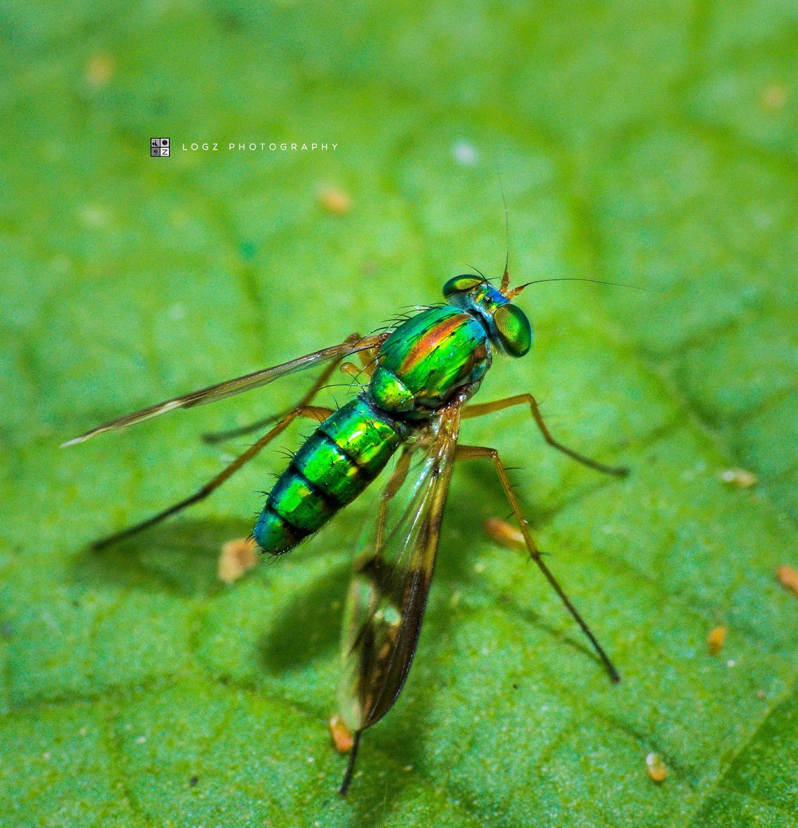 Long-legged Fly