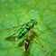 Long-legged Fly