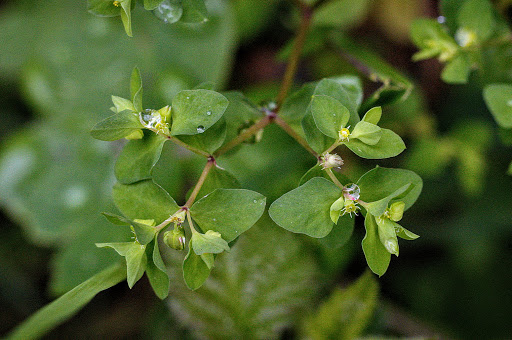 Euphorbia peplus