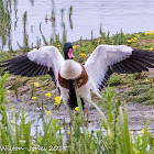 Shelduck