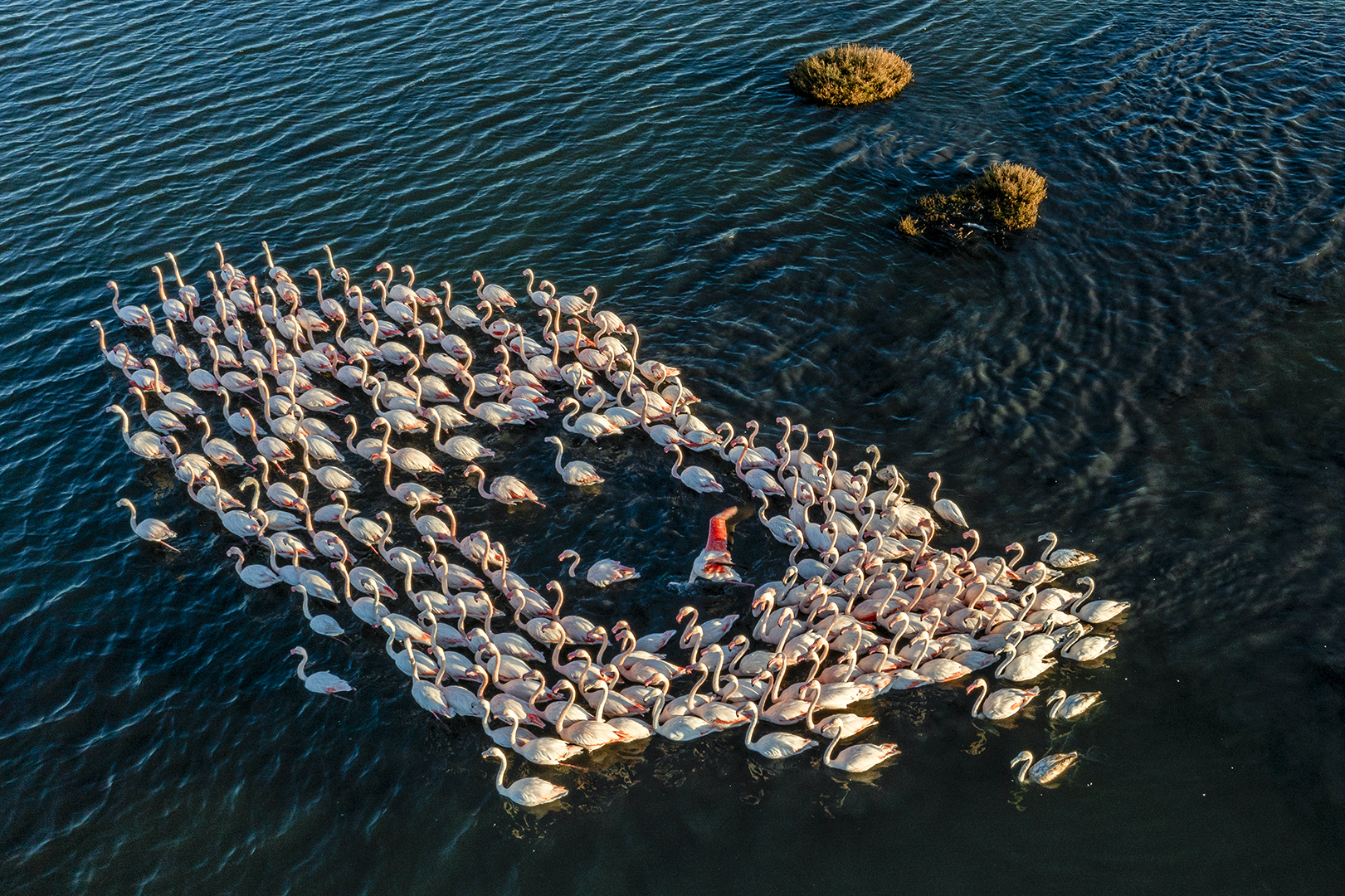 Flamingos Heart di GoForIT