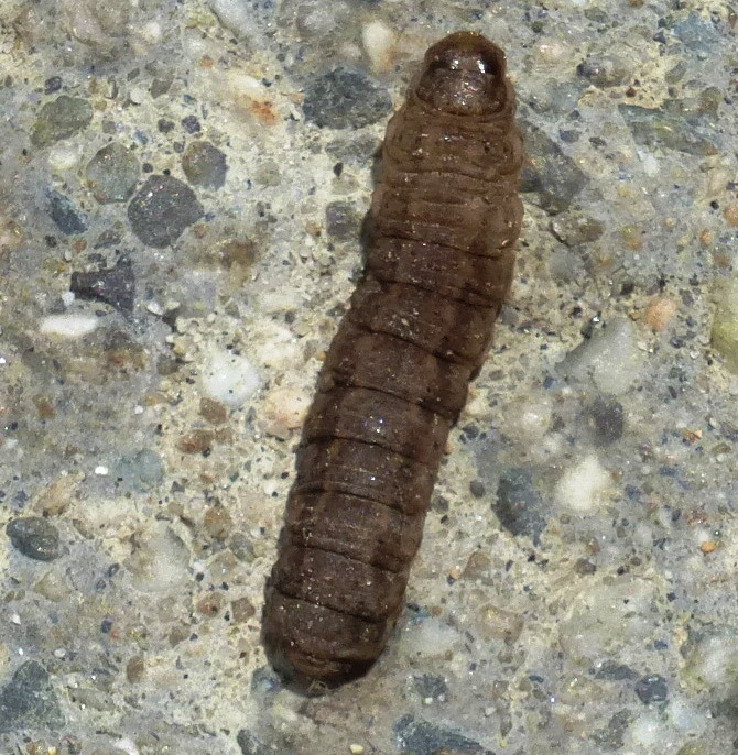 Cutworm Moth Caterpillar