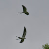 Swallow-Tailed Kites