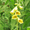 Yellow foxglove