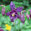 European Columbine