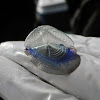 By-The-Wind Sailor (Velella)