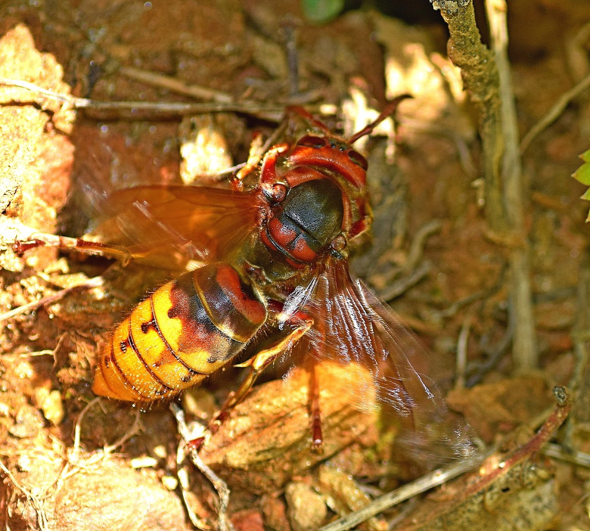 European Hornet