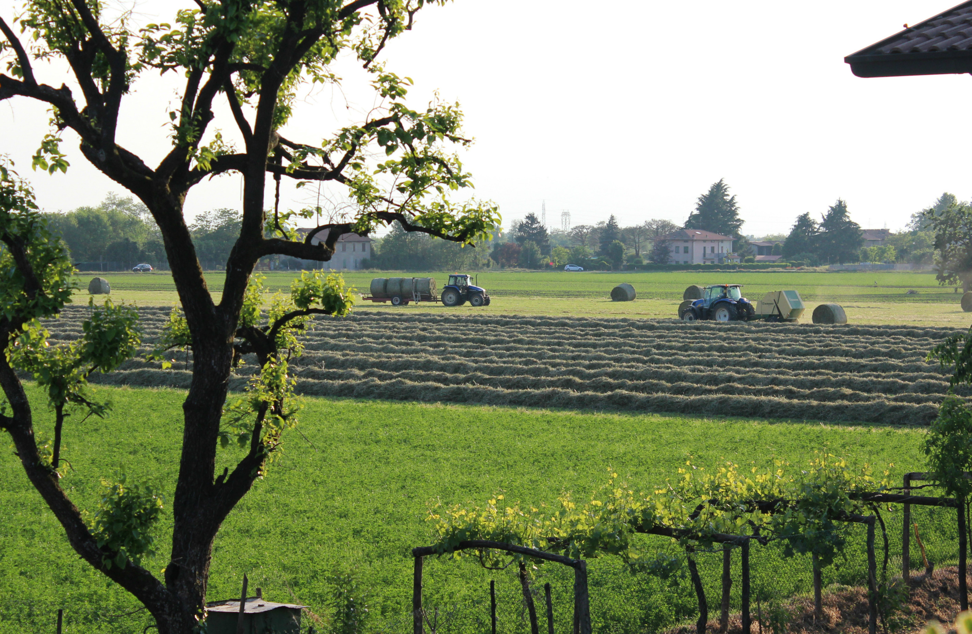 Vita In Campagna di Bobo