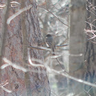 Eastern Phoebe