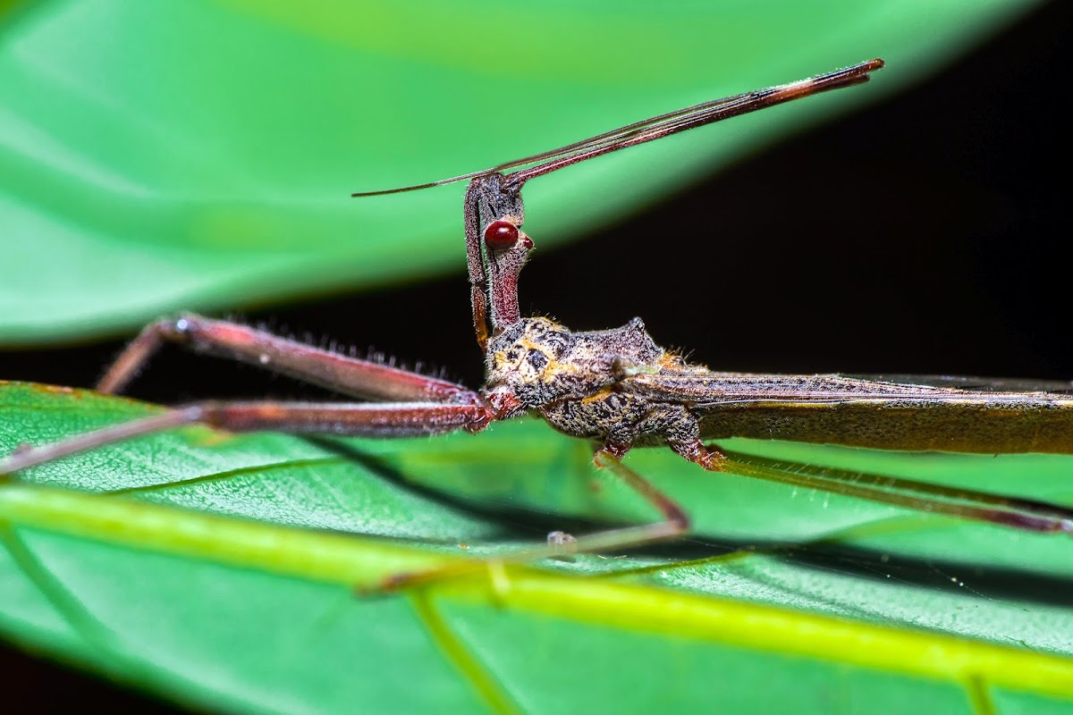 Assassin Bug