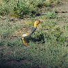 Coqui Francolin