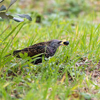 L'assiduo visitatore del mio giardino di 