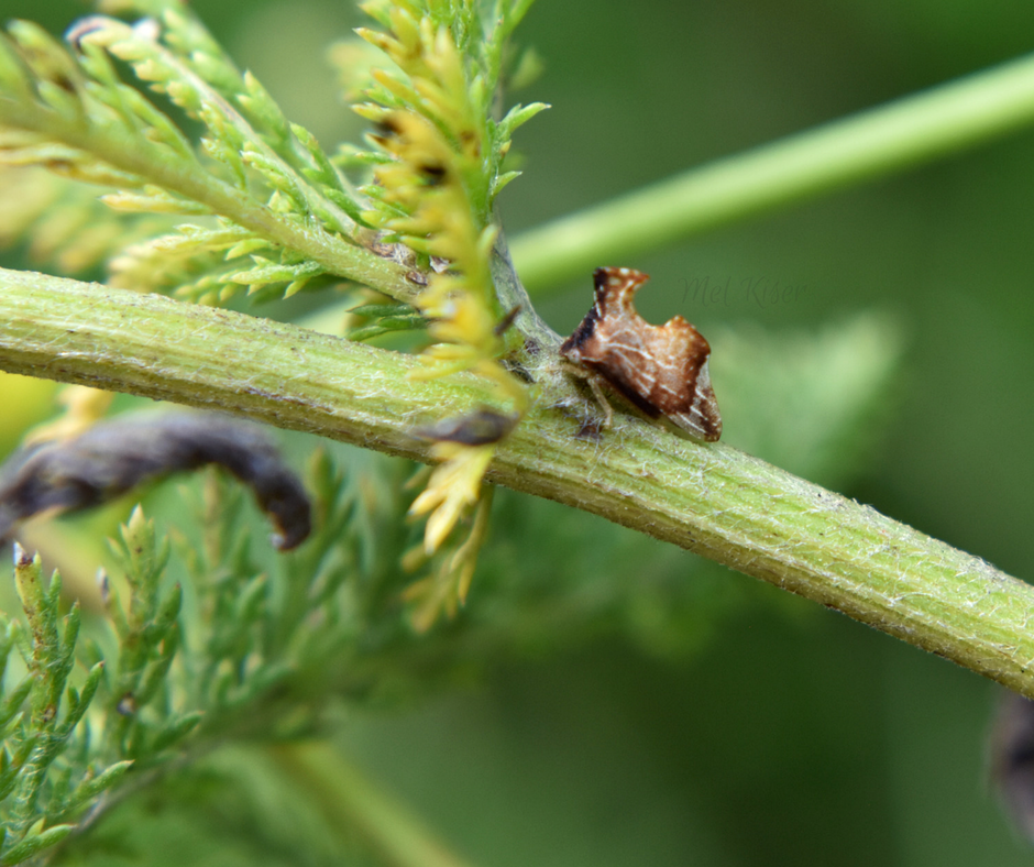 Keeled Treehopper