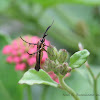 Flower Moth