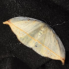 Yellow Moth