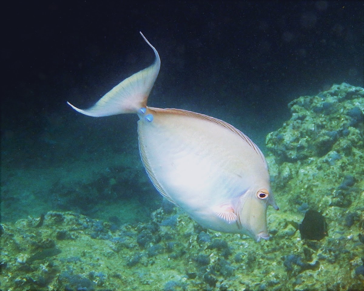 Bluespine Unicornfish